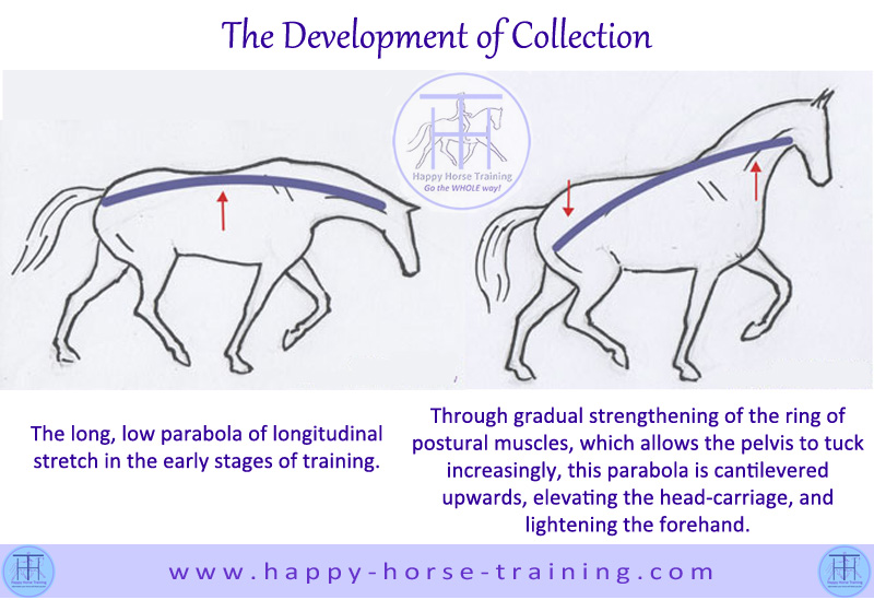 800xNxdressage_diagrams_development_collection.jpg.pagespeed.ic.LyiSV2LgJ-.jpg