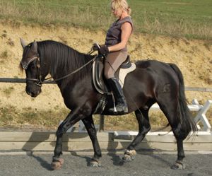 dressage saddles: transmission of aiding