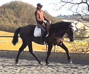 dressage_training_tips_engagement.jpg