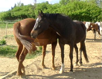 happy horses previous horse behavioural problems