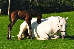 herd behavior: mare and foal