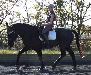 training horses: correct dressage