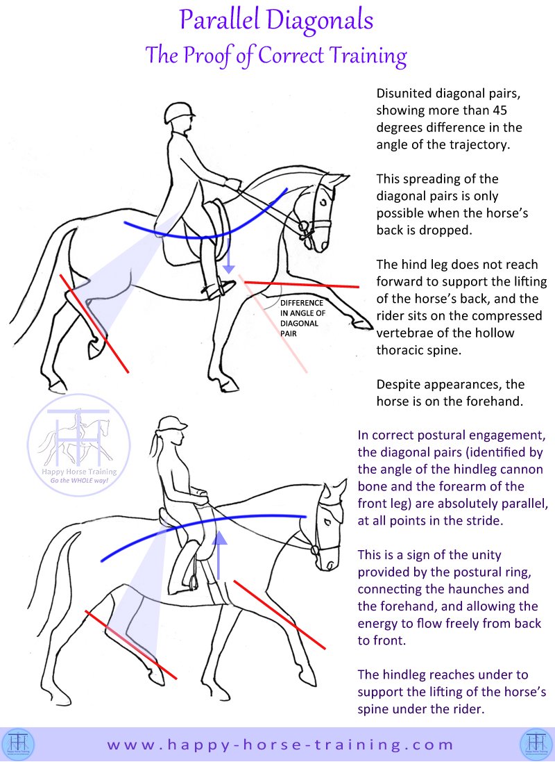 horse gaits diagram