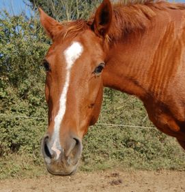 ellora navicular disease