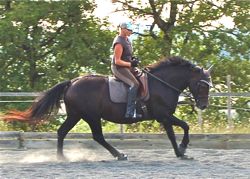 equine back problems: correct work