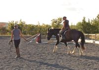 equine back problems: correct lunging