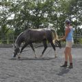 suppleness in different horses