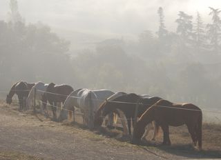 feedtime paddock paradise