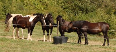 horse personality in the herd: dominance