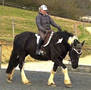 horse personality in the herd: dominance