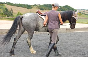 natural horse training correct yielding in-hand