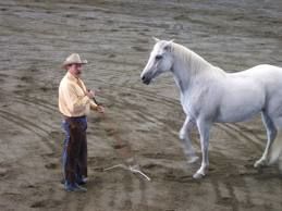 natural horse training tension