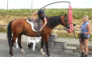 young horse training backing