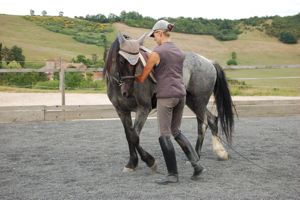 young horse training in-hand work
